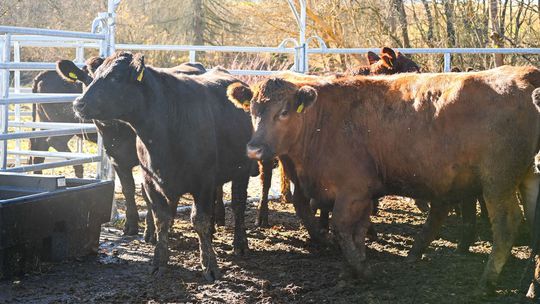 K sliepkam už nasťahovali dobytok. Unikátna breznianska farma rastie, okrem vajíčok poskytne aj kvalitné mäso