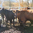 dobytok, Brezno, mestská farma