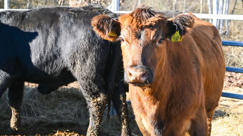 Dobytok doviezli na brezniansku mestskú farmu v...