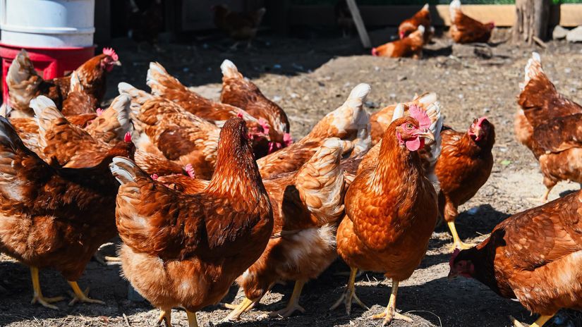 Dvesto sliepok má metropola Horehronia vo...