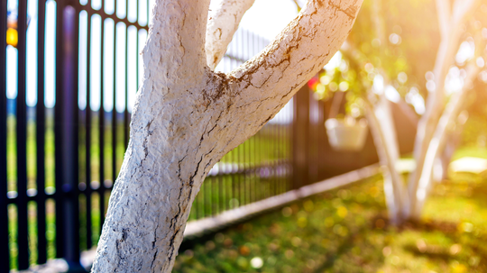 bielenie, biely náter, biely náter na stromoch,