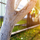 bielenie, biely náter, biely náter na stromoch,