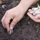 cesnak, sadenie cesnaku,