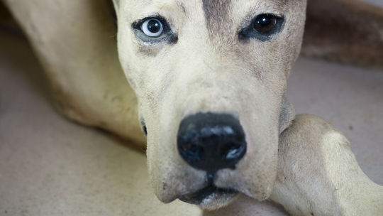 Na hrade Bítov sa zachovalo tridsaťdeväť...