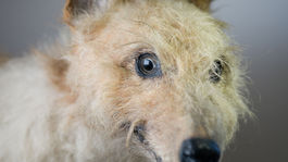 Pergeo  O lasce zvireci  Dita Pepe  2021