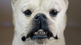 Wurzerich  O lasce zvireci  Dita Pepe  2021