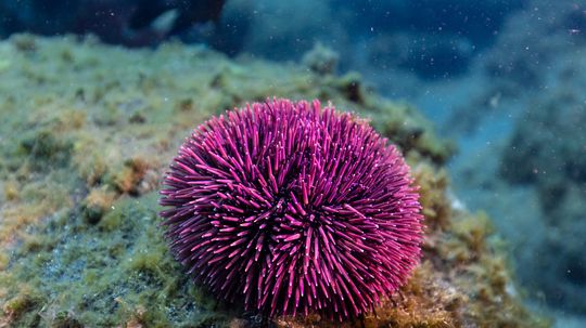 Zdanlivo jednoduché, v skutočnosti neuveriteľne komplexné. Morské ježovky prekvapili aj vedcov