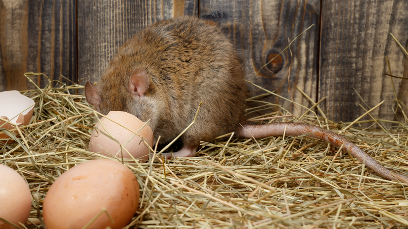 potkan, sliepky, sliepka, kurín, vajcia,