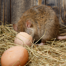 potkan, sliepky, sliepka, kurín, vajcia,