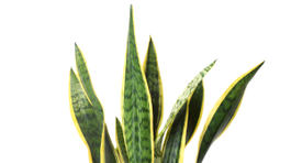 Top 5 ideálnych izboviek do spálne