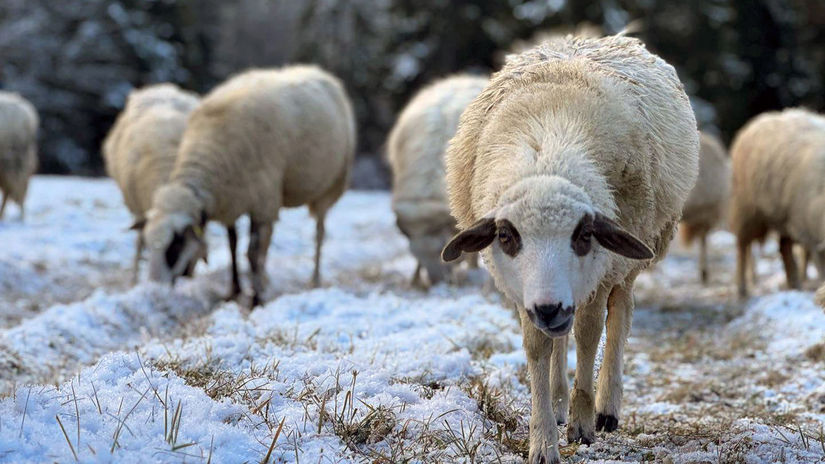 SR Vitanová zháňanie ovce tradičný spôsob ZAX