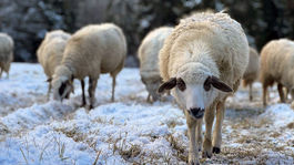Orava: tradičné zháňanie oviec z pasienkov