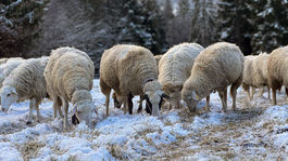 Na snímke ovce počas tradičného zháňania z...
