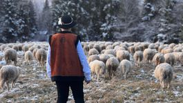 Na snímke bača s ovcami počas tradičného...