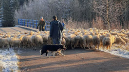 SR Vitanová zháňanie ovce tradičný spôsob ZAX