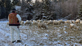 SR Vitanová zháňanie ovce tradičný spôsob ZAX