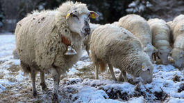 SR Vitanová zháňanie ovce tradičný spôsob ZAX