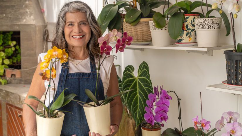 orchidea, 2405670867