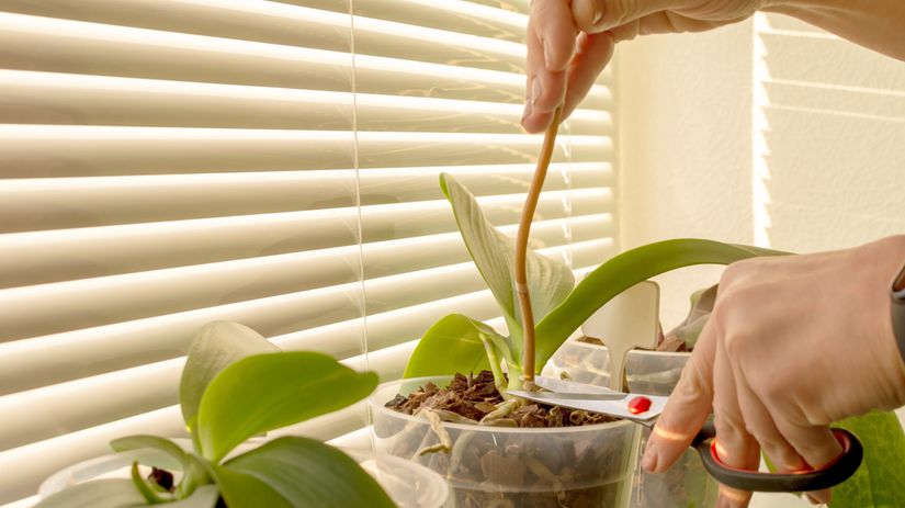 Keď kvetná stonka po odkvitnutí uschne,...