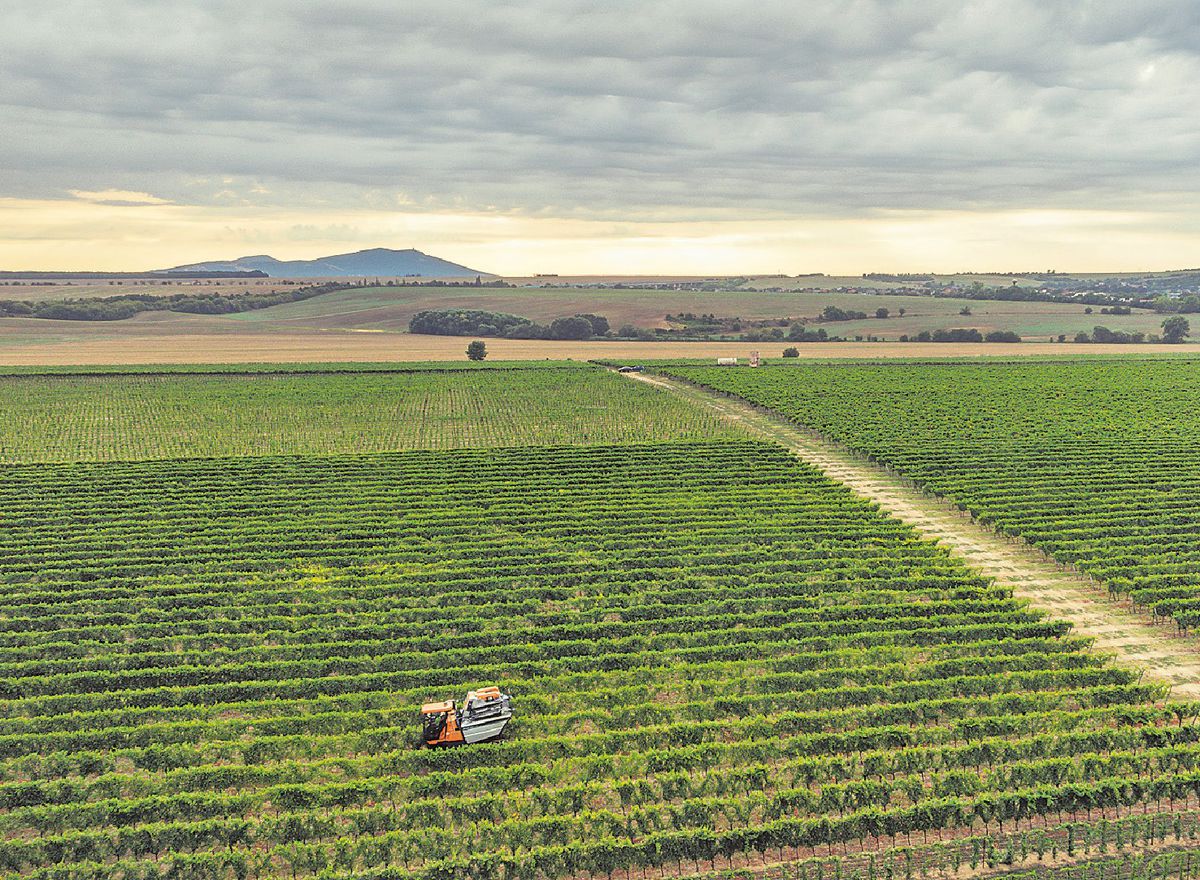 Kombajnový zber je už samozrejmosťou.