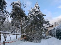 zoo košice sneh strom