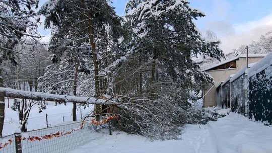 Sneh vyvrátil v košickej zoo vyše 200 stromov, zostáva zavretá