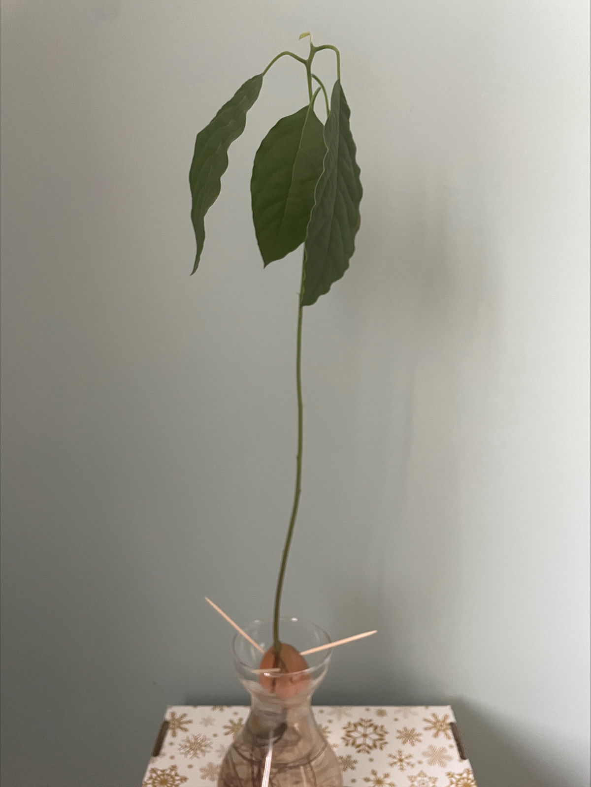 Lenkine avokádo vôbec nevyzeralo zdravo. Listy...