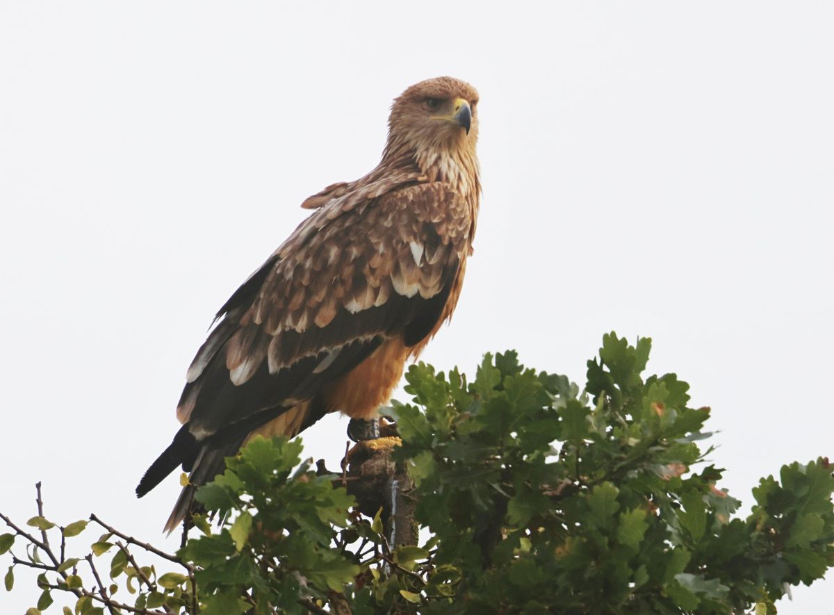 Zachránený orol kráľovský bol odfotografovaný v...