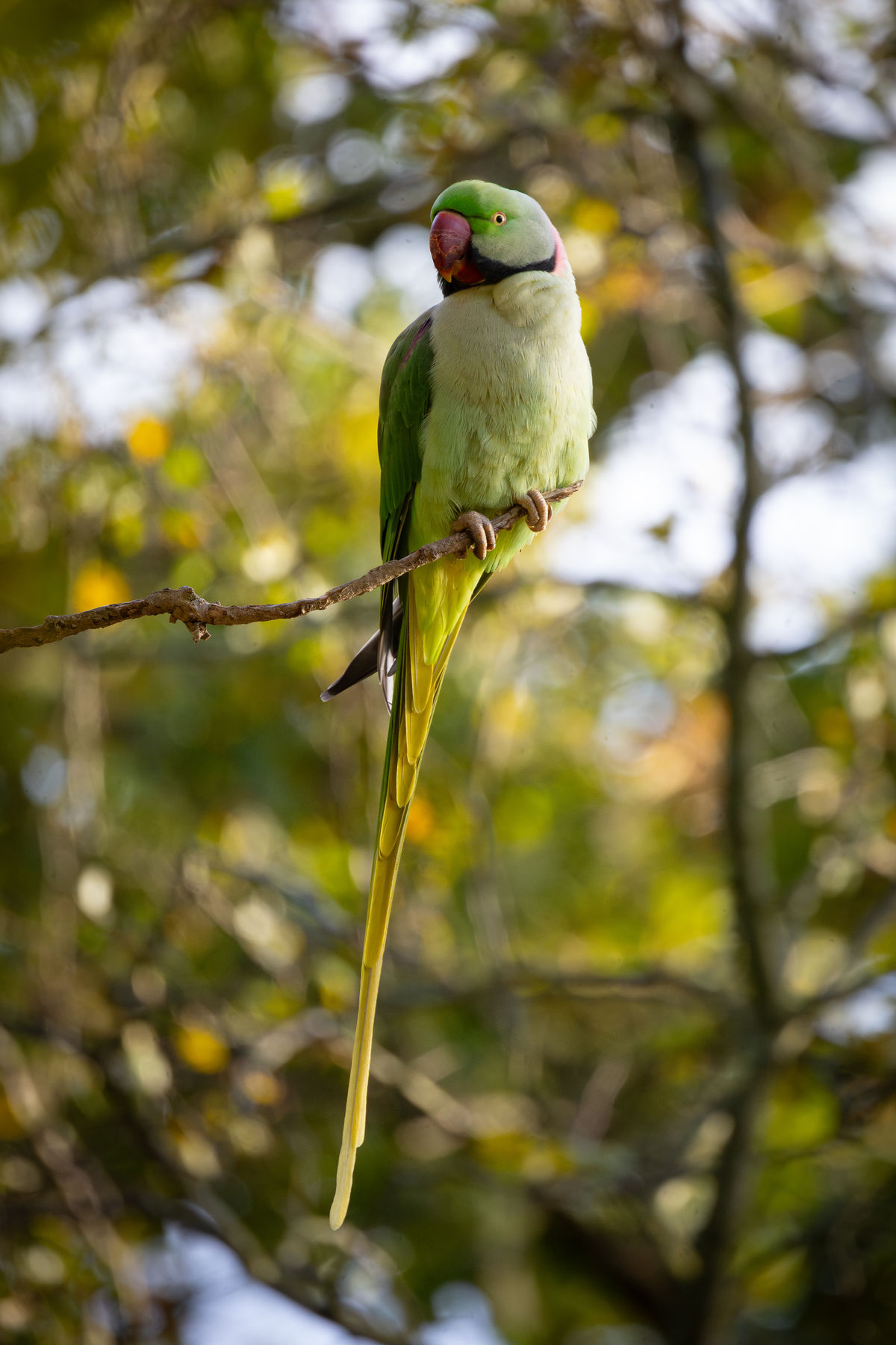 Papagáje alexandre malé, druhy typické pre...