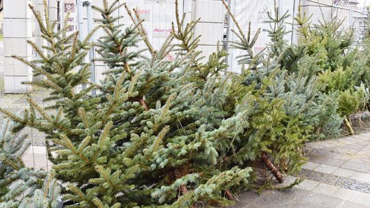 Brezno hlási nedostatok vianočných stromčekov. Záujem o ihličnany z našich lesov bol taký veľký, že už nemajú čo ponúknuť