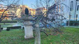 Spadnutý strom v Grasalkovičovej záhrade.