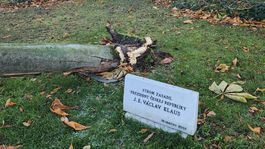 strom grasalkovičova záhrada