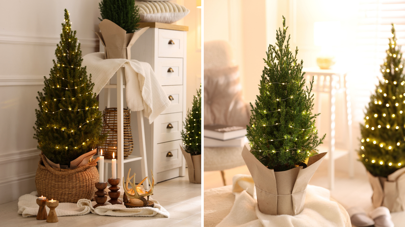 vianočný stromček, mini stromček, stromček v...