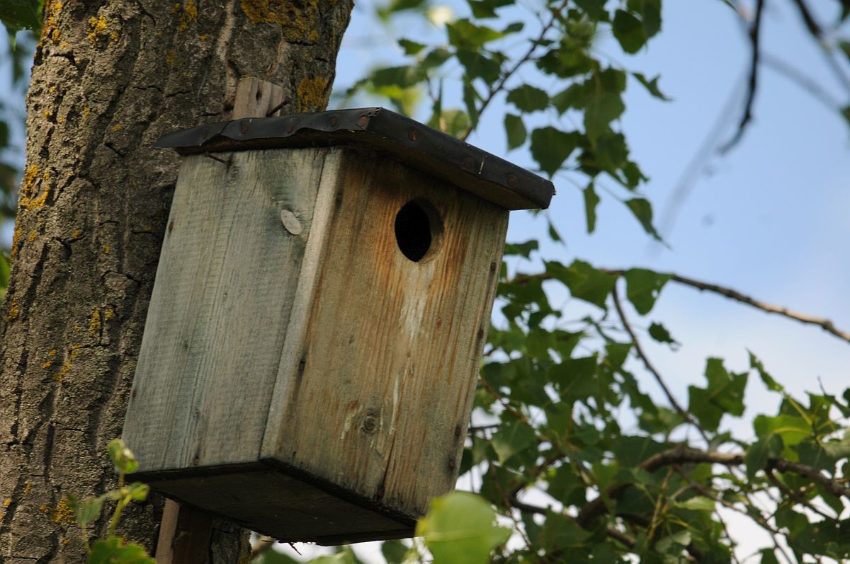 Búdka pre krakľu belasú v CHVÚ Medzibodrožie.