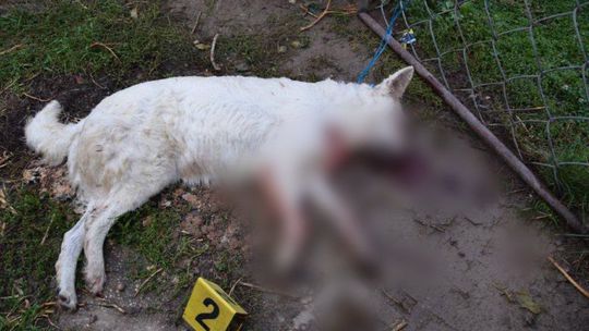 Priviazal sučku o bránu a bil ju rúčkou z vidiel. Seniora zo Svodína obvinila enviropolícia