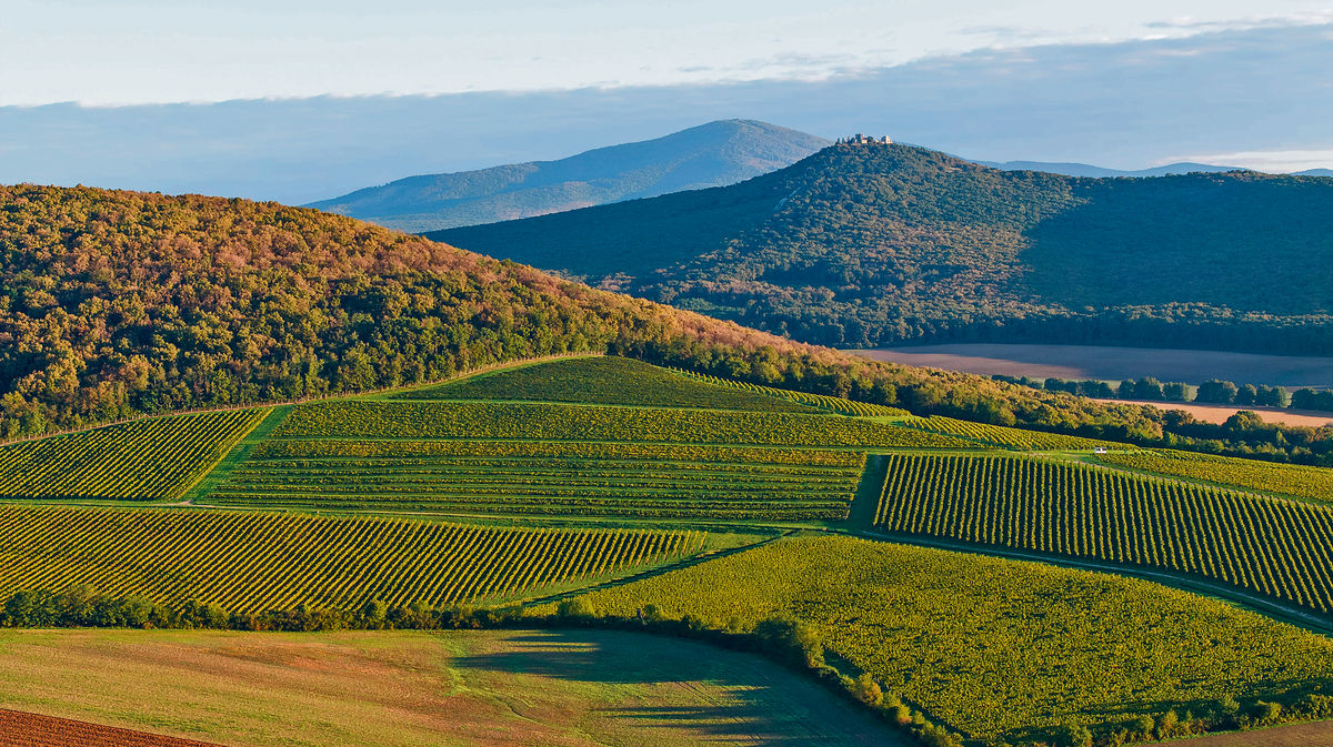 Horské chrbty chránia vinice pred severnými vetrami.