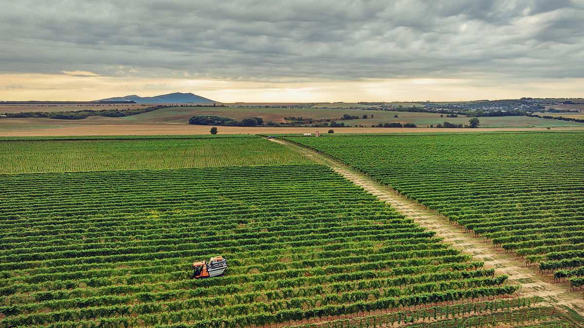 Kombajnový zber je už samozrejmosťou.