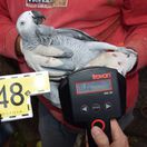 nelegálny chov, minizoo, polícia