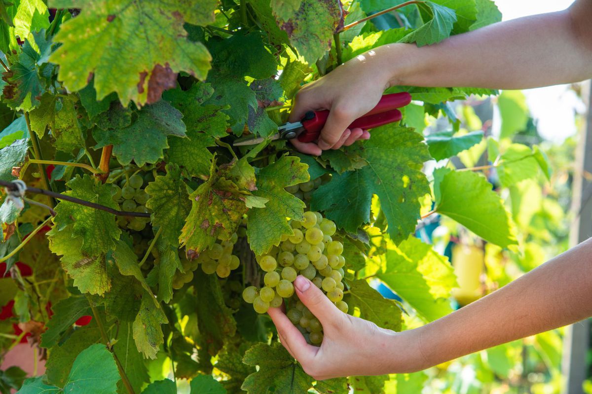 Svieže hrozno, svieže víno.