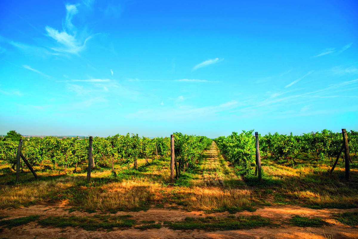 PD Mojmírovce pestuje 20 muštových odrôd viniča.