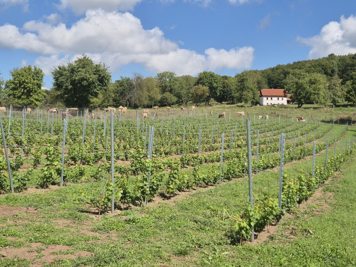 Kde je dobytok, je omastok pre vinicu.