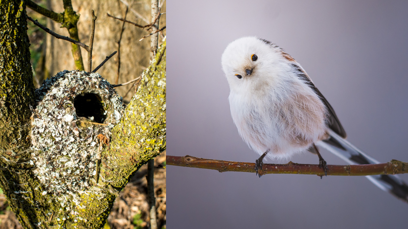 mlynárka dlhochvostá, hniezdo,