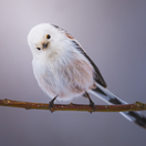 mlynárka dlhochvostá, hniezdo,