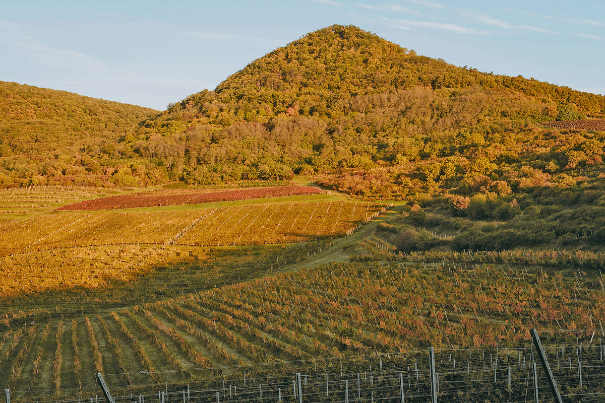 Vinohrady, kde sa rodia špičkové vína.