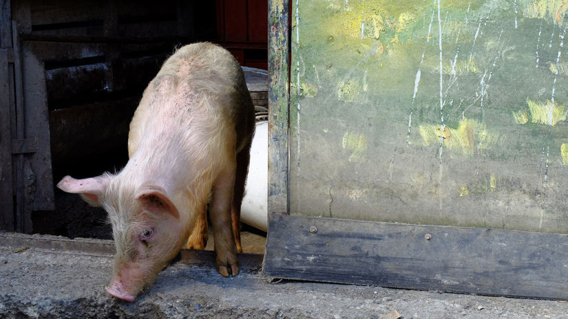 Prasa / Ošípaná /