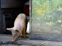 Prasa / Ošípaná /