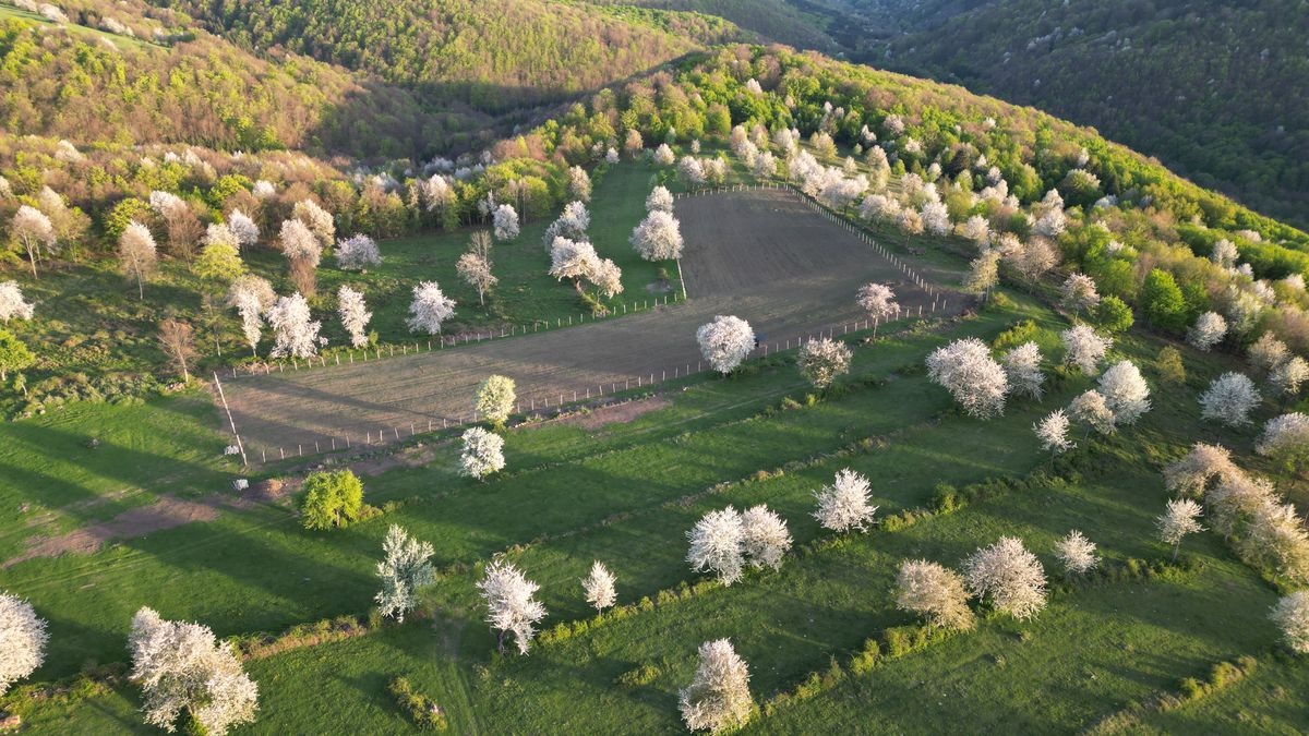 Horský vinohrad Benčíkovo pred výsabou.