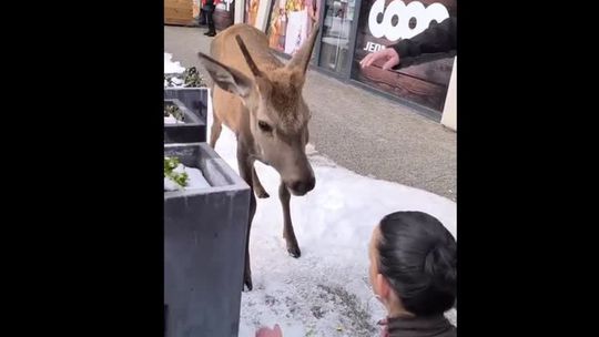 VIDEO: Keď ľudská hlúposť nemá hraníc: žena v Tatrách pri potravinách kŕmila jeleňa, nasledoval útok