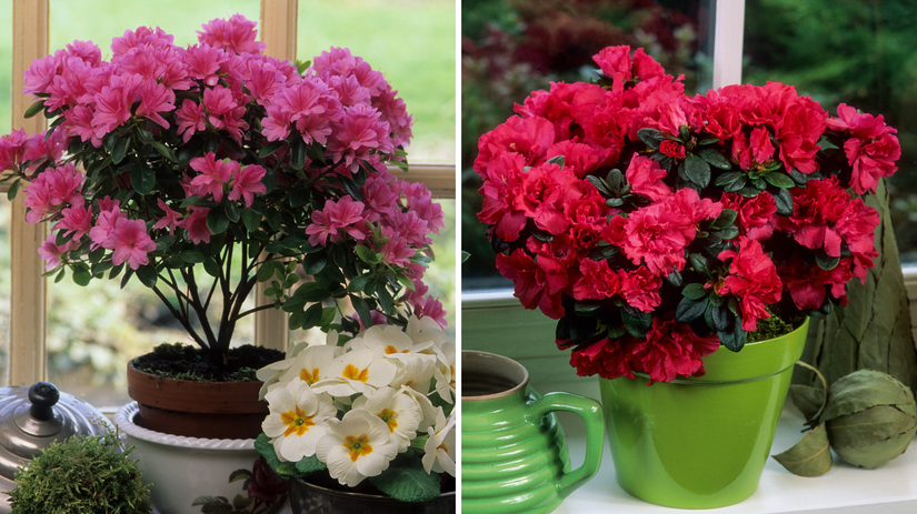 Rhododendron simsii, azalka, izbová azalka,