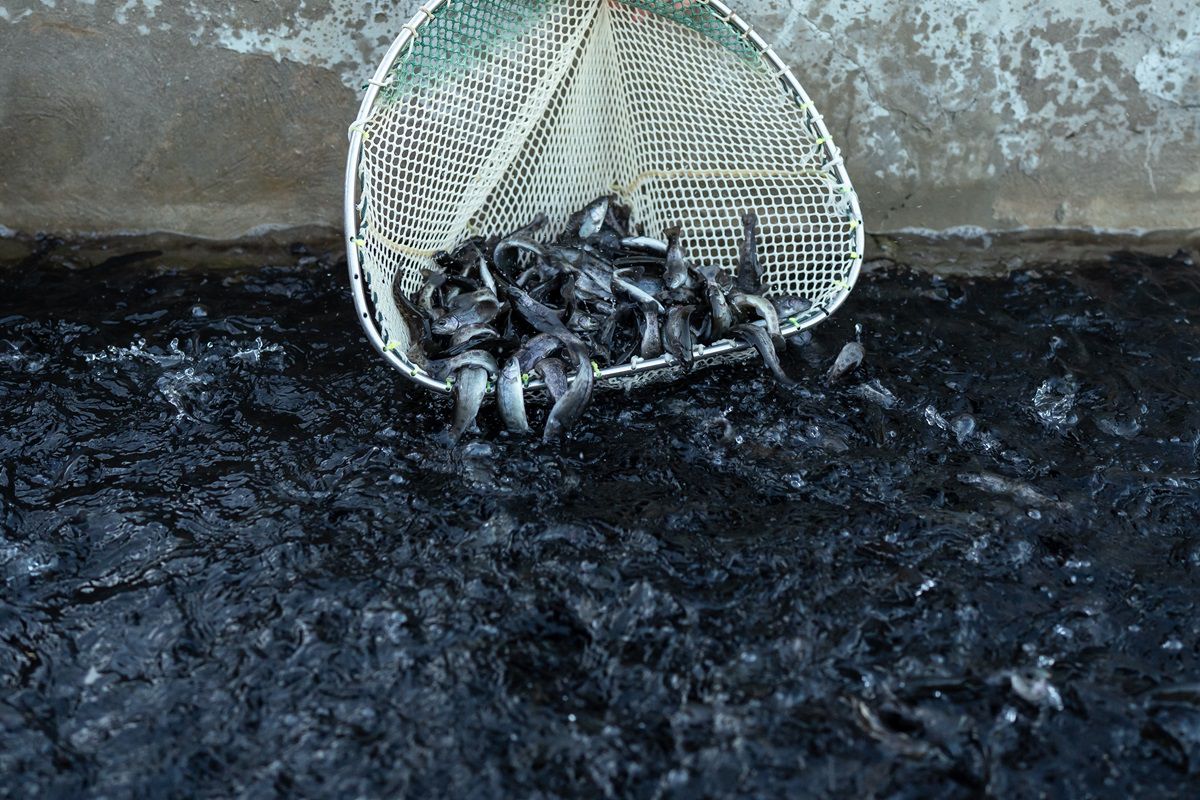 Pstruhy dúhové dorastajú do hmotnosti 400...